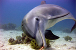 Persian Gulf Dolphin - US Navy