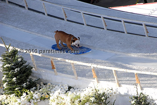 A bulldog aboard the aboard the Natural Balance Diet float - Pasadena (January 1, 2010) - by QH