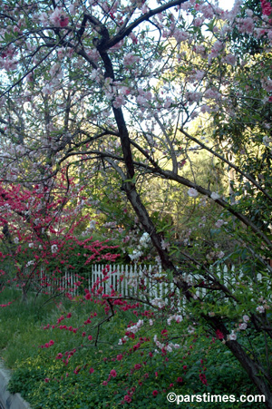 Spring in Los Angeles (March 21, 2006)  by QH