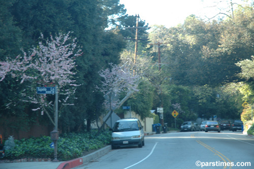 Spring in Los Angeles (March 21, 2006)  by QH