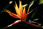 Bird of Paradise - by QH