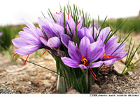 Crocus sativus: Saffron Crocus - Birjand