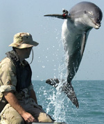 A Dolphin wearing an acoustic tracking device trains for its mission in the Persian Gulf - Courtesy of US Navy