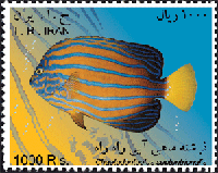 Chaetodontoplus Septentrionalis Stamp