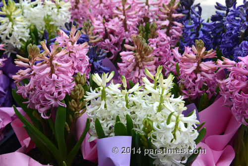 Hyacinth Flowers - Sonbol
