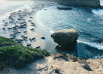 Seals - La Jolla Beach, by QH
