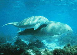 Dugong mother and its offspring - Marine Mammal Commision